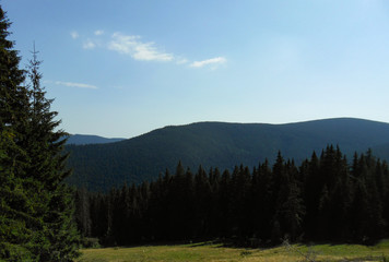 View from the Carpathian path to the top of the Goverla. Location of the Carpathians, Ukraine, Europe. Natural spruce forests in the Carpathians.