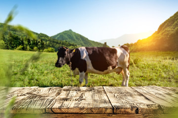 Table background of free space and cow on grass 