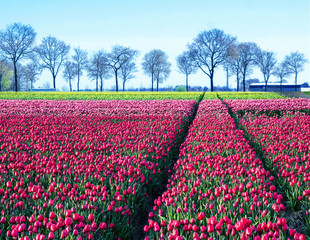 fabulous mystical stunning magical spring landscape with a tulip field on the background of a row of trees in Holland. Charming places.