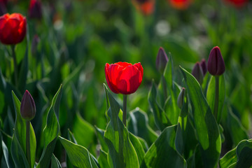 Red tulip in the field