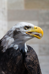Weißkopfseeadler