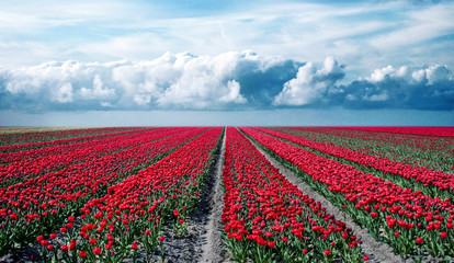 fabulous mystical stunning magical spring landscape with a tulip field on the background of a cloudy sky in Holland. Charming places.