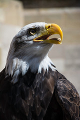 Weißkopfseeadler