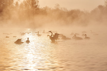 Swans playing mating games in the winter not frozen pond with the golden glow of sunset.