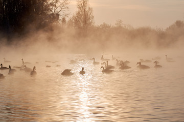 swans playing mating games in the winter not frozen pond with the golden glow of sunset. wild animals on the river