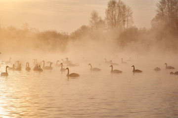 Swans and ducks float on the river in the winter. Yellow. Sunlight golden light falls on them.