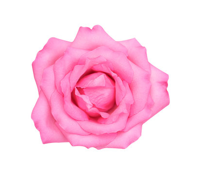 Pink rose flower isolated on white background