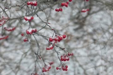 red berries in snow