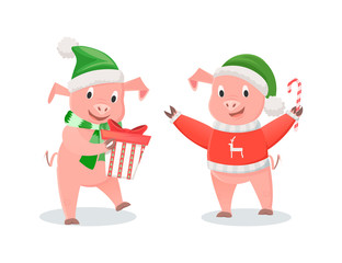 New Year piglets in Santa hats, winter holidays. Pigs in knitted scarf and sweater, gift box and cane candy, farm animals vector illustrations isolated