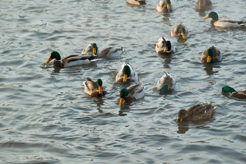 Ducks on lake ice at sunset. Sun sets bloody reflections in ice. Winter colorful landscape with resting birds.