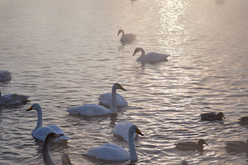 A large group of white swans and black ducks swims around the lake in the winter at sunset.