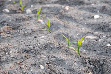 Young green corn growing on the field