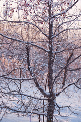 Snow-covered clusters of wild apples on the branches of an apple tree. Winter nature.
