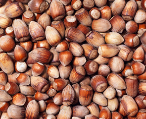 background - wild hazelnuts of different sizes