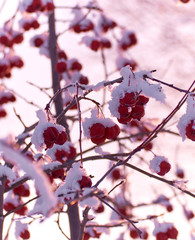 A wild apple tree with small red apples grows lonely in the woods in winter at sunset and covered with snow.
