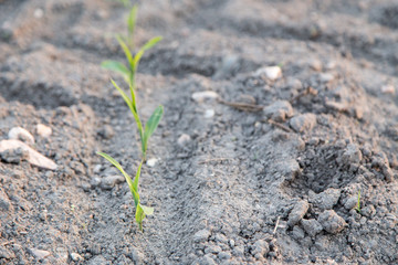Young green corn growing on the field