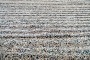 Abgeerntetes Stoppelfeld