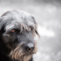 The gray-black dog is sitting looking at the victim with a determined eye.