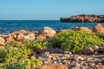 Fototapeta na wymiar rocky and plant seashore in Spain coast