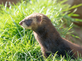 Polecat Head Close Up