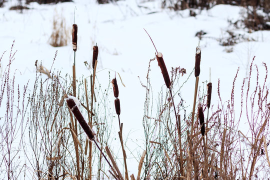 winter. The lake was covered with snow. the reed did not wait for the cold