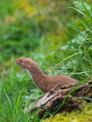 Weasel or Least weasel (mustela nivalis)