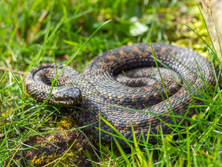 Vipera berus, the common European adder or common European viper,