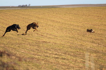 Fototapeta na wymiar Typical Spanish dog ready to run behind the Hares