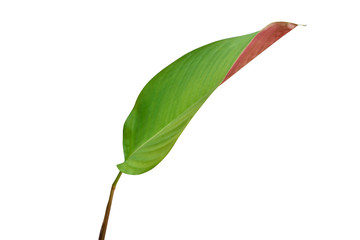 Green leaf Wheat Calathea (Pleiostachya pruinosa) isolated on white background, clipping path included