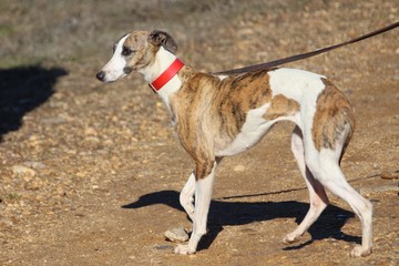 Typical Spanish dog ready to run behind the Hares