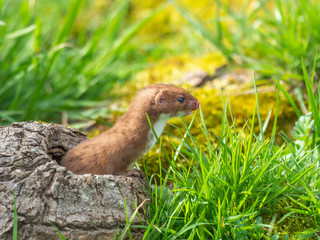 Weasel or Least weasel (mustela nivalis)
