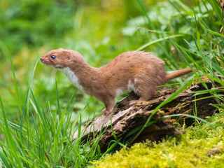 Weasel or Least weasel (mustela nivalis)