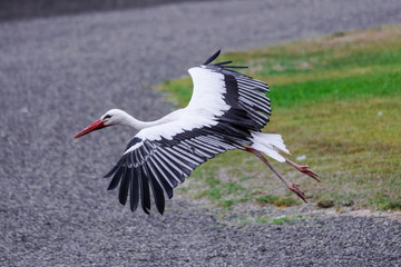 White stork (Ciconia ciconia), flying close to the ground