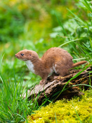 Weasel or Least weasel (mustela nivalis)