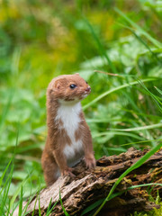 Weasel or Least weasel (mustela nivalis)