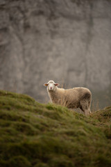 Schafherde am grasen