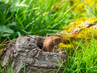 Weasel or Least weasel (mustela nivalis)