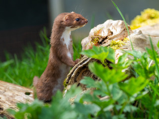 Weasel or Least weasel (mustela nivalis)