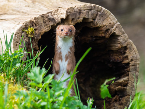Weasel or Least weasel (mustela nivalis)