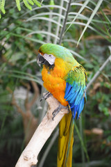 blue and yellow macaw