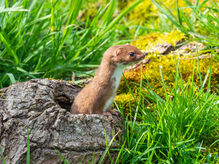 Weasel or Least weasel (mustela nivalis)