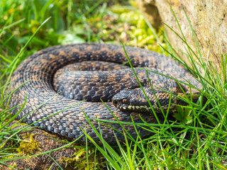Vipera berus, the common European adder or common European viper,