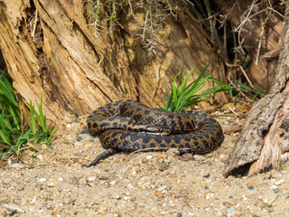 Vipera berus, the common European adder or common European viper,