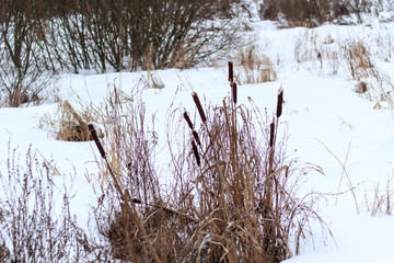 winter. The lake was covered with snow. the reed did not wait for the cold