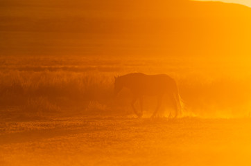 Fototapeta na wymiar Wild Horse Silhouetted in a Utah Desert Sunset