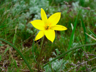 One yellow flower