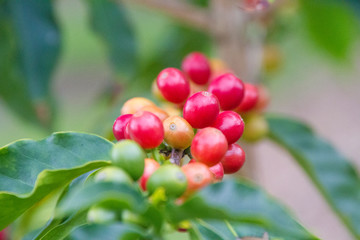 コーヒーの実  Kona Coffee ①