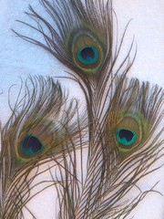 Beautiful exotic peacock feathers