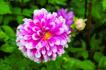 Blooming flower fresh on blurred background