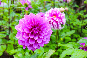 Blooming purple flower on blurred background